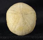 Conoclypeus vilanovae (COTTEAU 1890) - Bild &copy; FossNet FossilienStore